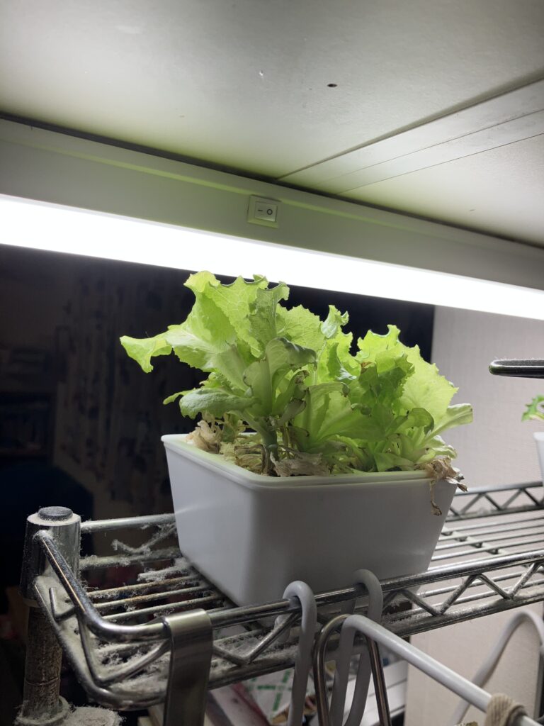 水耕栽培レタスとLEDの距離