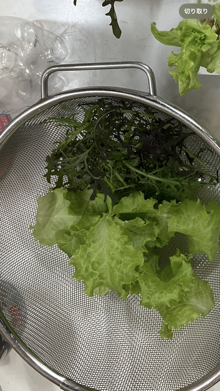 水耕栽培レタスの収穫